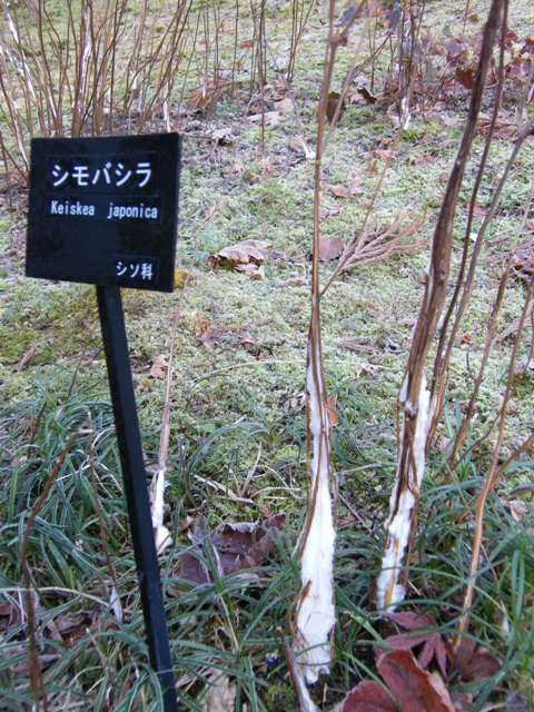 ブログ記事「今年もシモバシラ」のサムネイル画像