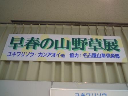 ブログ記事「早春の山野草展」のサムネイル画像