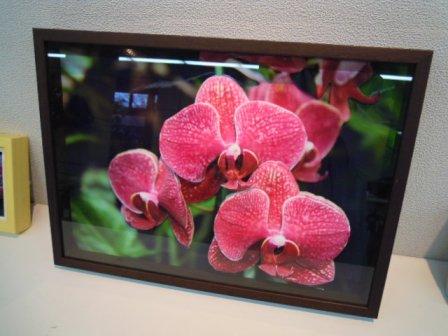ブログ記事「「どうぶつと花の3D写真展〜立体写真デコグラフの世界〜」クラフト教室開催中です」のサムネイル画像