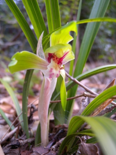 ブログ記事「植物園に春が来ています！」のサムネイル画像