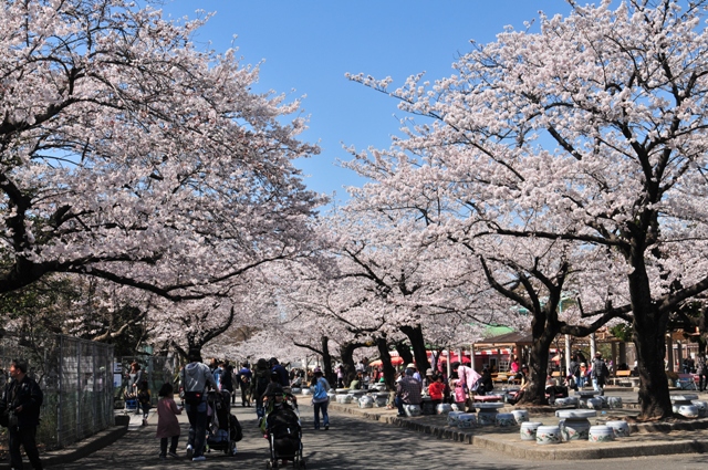 ブログ記事「桜情報２０１１（６）　〜満開！〜」のサムネイル画像