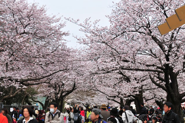 ブログ記事「桜情報２０１１（５）　〜満開近いところも〜」のサムネイル画像
