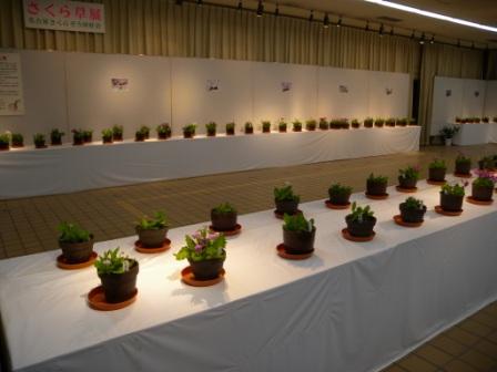 ブログ記事「さくらそう展のご紹介」のサムネイル画像