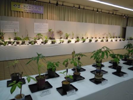 ブログ記事「やまくさとエビネ展、食虫植物展のご紹介」のサムネイル画像