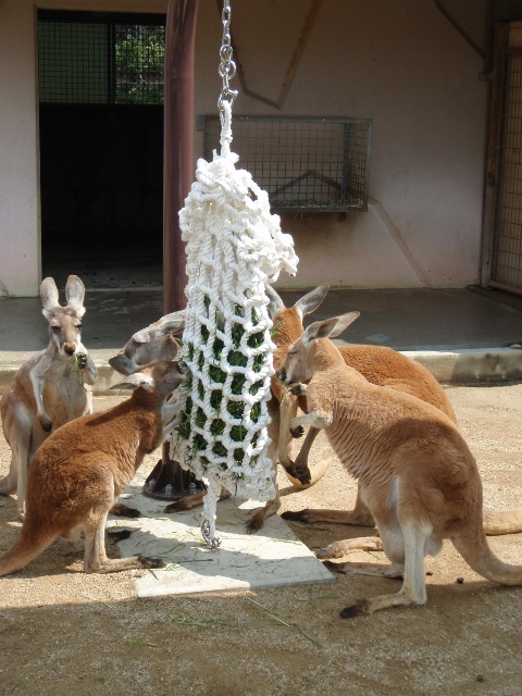 ブログ記事「カンガルーへのプレゼント」のサムネイル画像