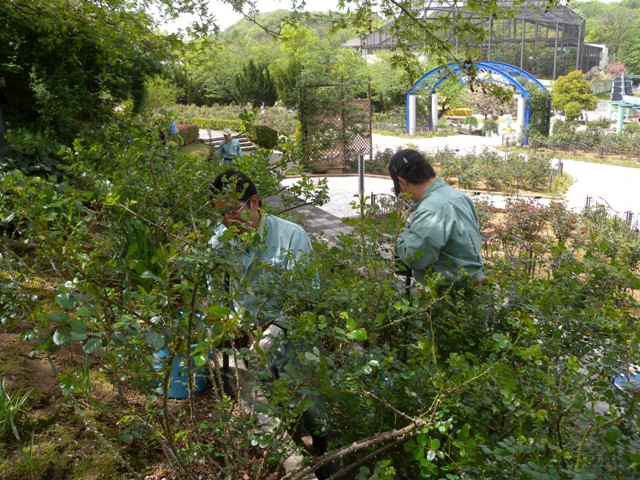 ブログ記事「バラ園、まもなく見頃！」のサムネイル画像