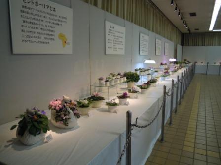 ブログ記事「「セントポーリア展」のご紹介」のサムネイル画像