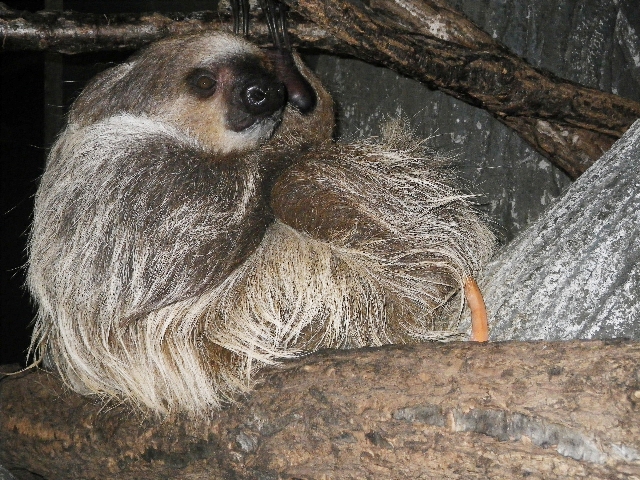 ブログ記事「ナマケモノの性判定」のサムネイル画像