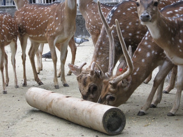 ブログ記事「花より実」のサムネイル画像