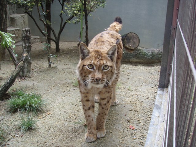 ブログ記事「オオヤマネコが死亡しました」のサムネイル画像