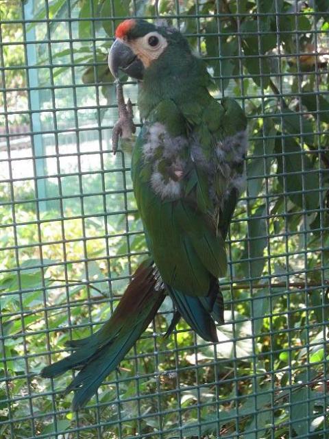 ブログ記事「アカビタイヒメコンゴウインコの巣立ち」のサムネイル画像