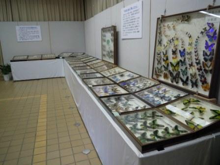 ブログ記事「今週・来週は、「昆虫展」を開催します」のサムネイル画像