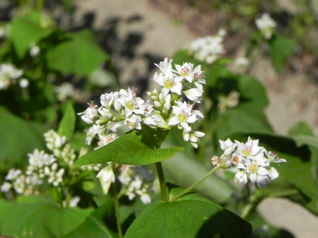 ブログ記事「ソバの花が咲きました！」のサムネイル画像