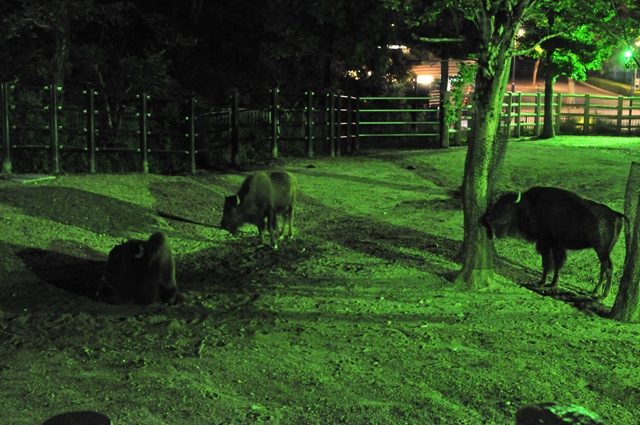 ブログ記事「もうすぐ始まる、ナイトＺＯＯ＆ＧＡＲＤＥＮ2011」のサムネイル画像