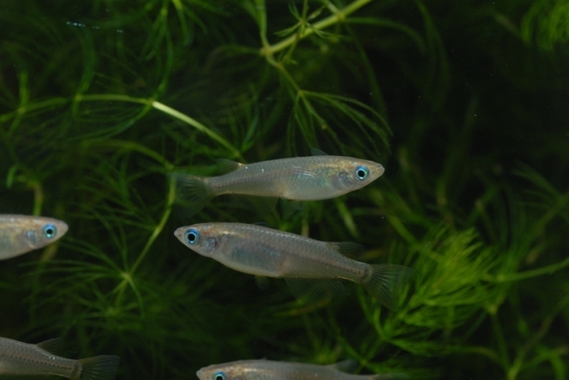 ブログ記事「『ＣＢＣ生き物地球学校〜メダカ博士になろう』締め切りせまる！」のサムネイル画像