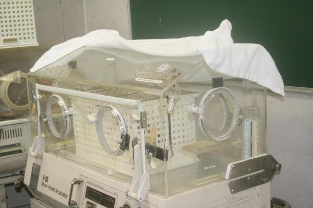 ブログ記事「すくすく成長ニホンザルの赤ちゃん」のサムネイル画像