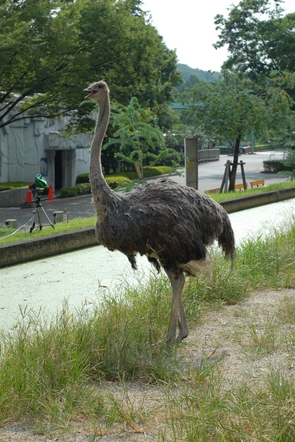 ブログ記事「ダチョウ来園」のサムネイル画像
