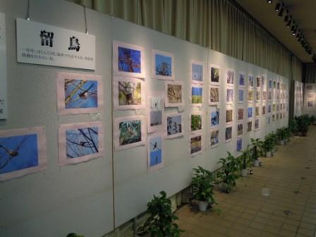 ブログ記事「今週の展示会は、「東山で見られる野鳥写真展」です」のサムネイル画像