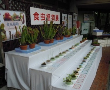 ブログ記事「「食虫植物展」開催中です」のサムネイル画像
