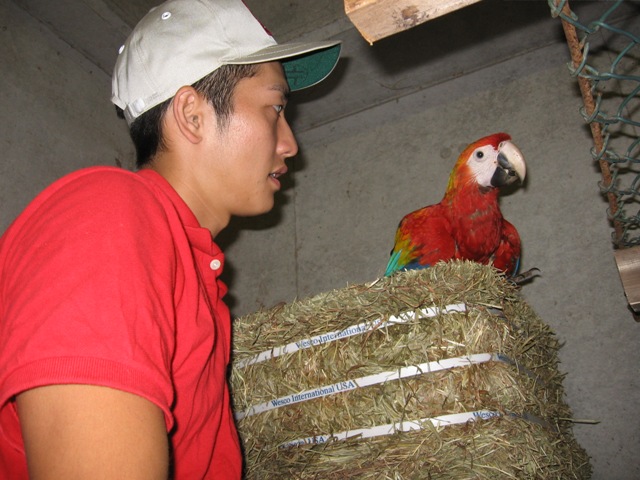 ブログ記事「マルちゃんと片岡のコンゴ（アカコンゴウインコ）」のサムネイル画像