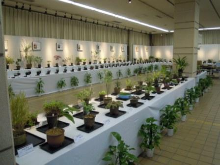 ブログ記事「「カンアオイと柄物植物展」をご紹介します」のサムネイル画像