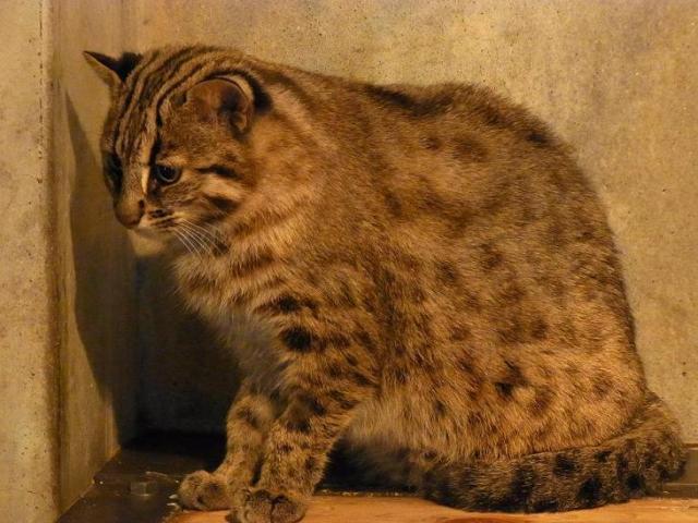 ブログ記事「ツシマヤマネコが東山動植物園にやってきました。」のサムネイル画像