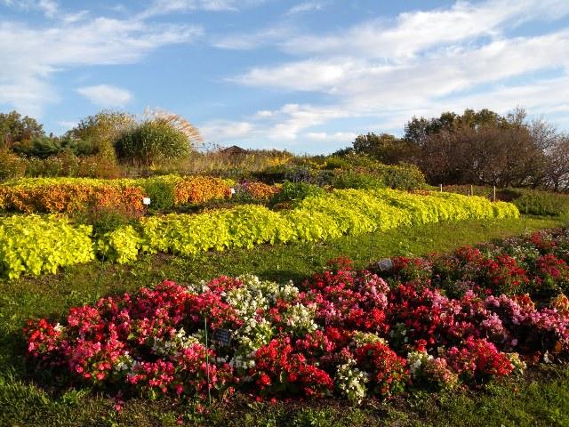 ブログ記事「お花畑「花いっぱいプロジェクト」特設花壇が見頃です！」のサムネイル画像