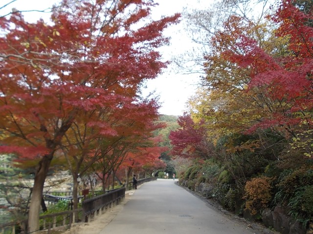 ブログ記事「紅葉情報2011（６）　いよいよ・・・」のサムネイル画像