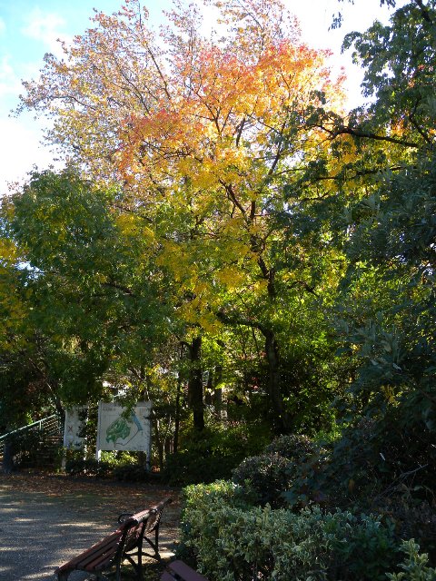 ブログ記事「紅葉情報2011（１）　紅葉が始まります！」のサムネイル画像