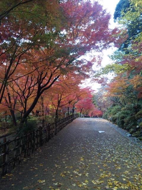 ブログ記事「紅葉綺麗！」のサムネイル画像