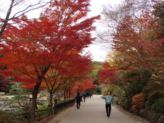 ブログ記事「紅葉情報2011（７）　紅葉が見頃になりました。」のサムネイル画像