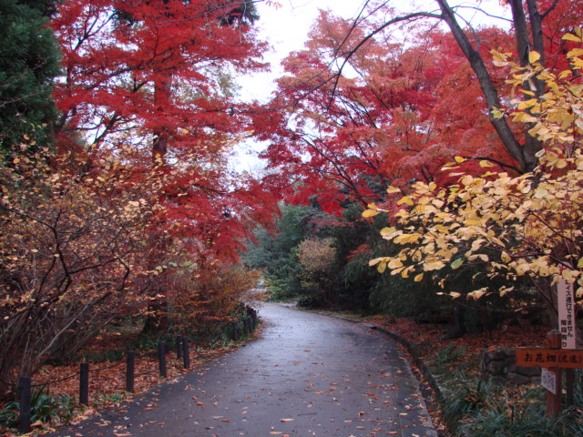 ブログ記事「紅葉情報2011（８）　紅葉が見頃です。」のサムネイル画像