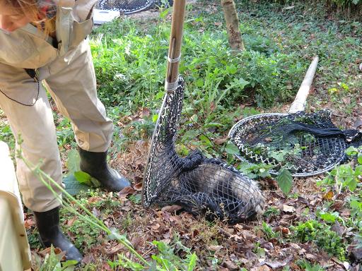 ブログ記事「タヌキ捕獲大作戦」のサムネイル画像