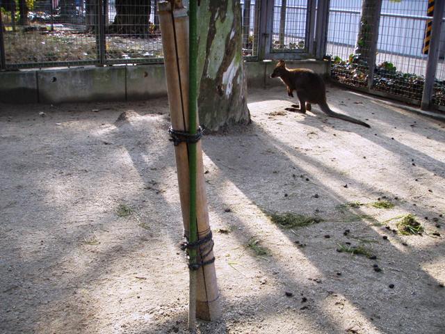 ブログ記事「かじらないで〜ﾜﾗﾋﾞｰ編〜」のサムネイル画像