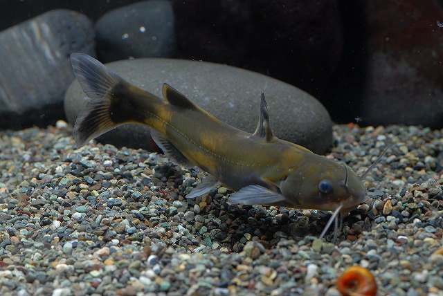 ブログ記事「よみがえれ、日本の希少淡水魚」のサムネイル画像