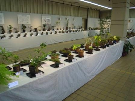 ブログ記事「早春の山野草展」のサムネイル画像