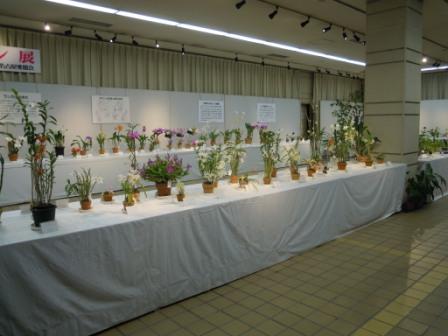 ブログ記事「今週の展示会は「洋ラン展」です」のサムネイル画像