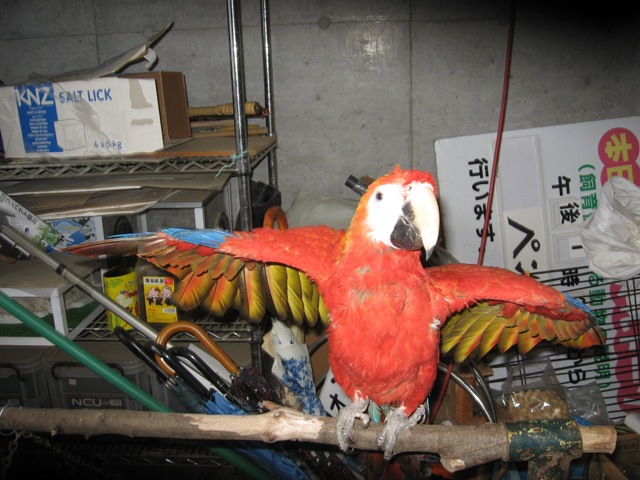 ブログ記事「赤コンゴウインコのマルちゃん」のサムネイル画像