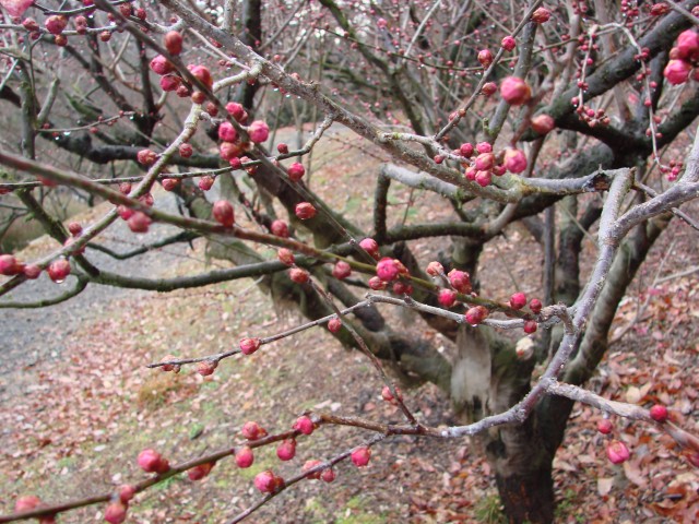 ブログ記事「今年の開花は？」のサムネイル画像