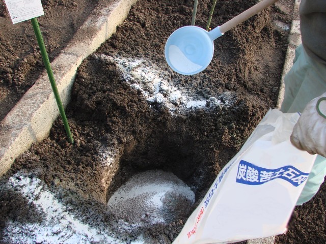ブログ記事「バラの植え替えを行っています（その２）」のサムネイル画像