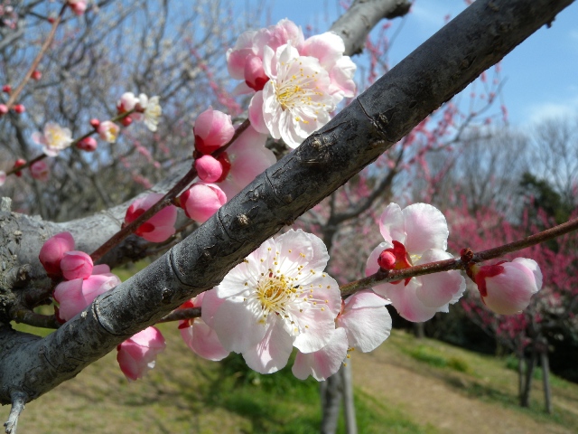 ブログ記事「ウメの花が見頃です！」のサムネイル画像