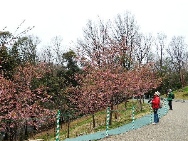 ブログ記事「桜の回廊だより２０１２（１）河津桜が咲いています！」のサムネイル画像