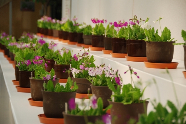ブログ記事「植物会館「さくらそう展」のお知らせ」のサムネイル画像