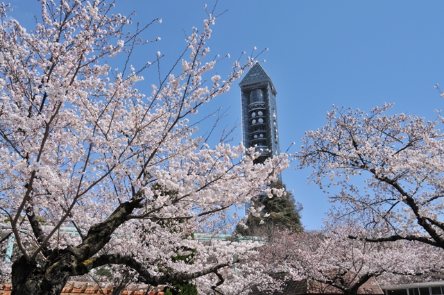 ブログ記事「桜情報２０１２（３）　〜満開近し！〜」のサムネイル画像