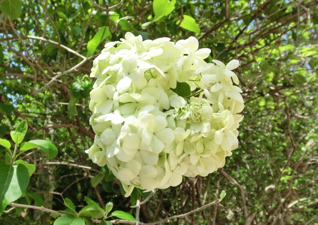 ブログ記事「GWは植物園にいってみよう！！」のサムネイル画像