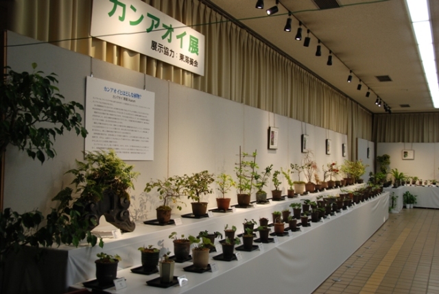 ブログ記事「植物会館展示会「カンアオイ展」のお知らせ」のサムネイル画像