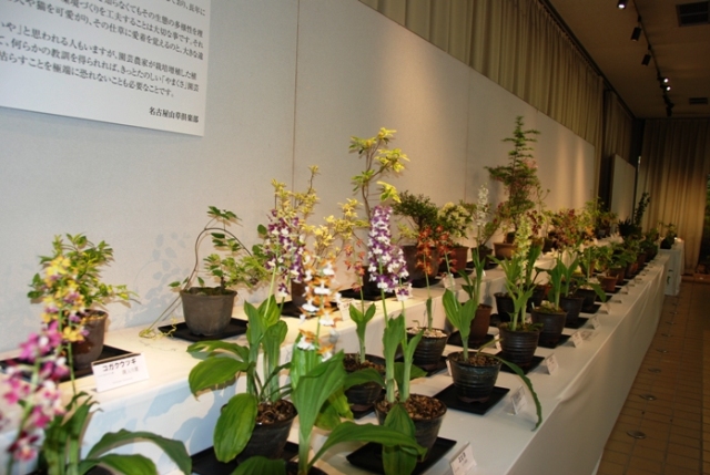 ブログ記事「植物会館展示会「やまくさとエビネ展」「ツツジ・シャクナゲ展」のお知らせ」のサムネイル画像