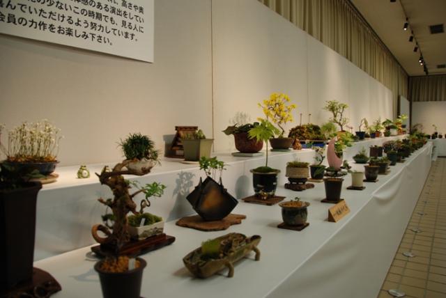 ブログ記事「植物会館「山野草同好会作品展」のお知らせ」のサムネイル画像