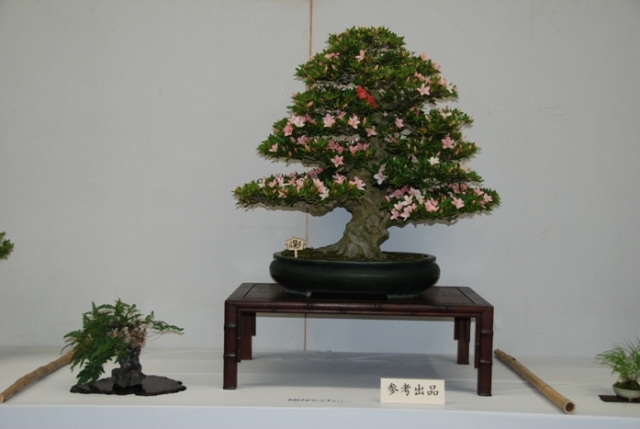 ブログ記事「植物会館展示会「花季さつき展示会」のお知らせ」のサムネイル画像