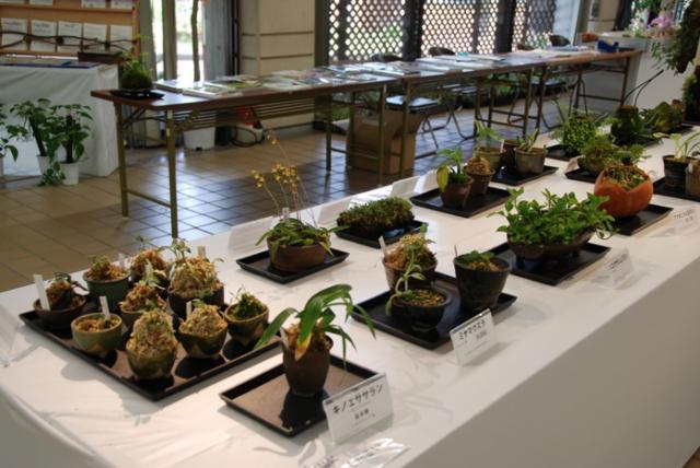 ブログ記事「植物会館展示会「春の野生蘭展」のお知らせ」のサムネイル画像